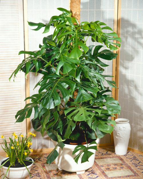 Monstera deliciosa - Obrázek 1