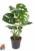 Monstera deliciosa - Obrázek 2