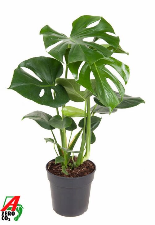 Monstera deliciosa - Obrázek 2