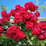 Rosa 'Red Climber'
