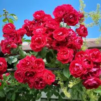 Rosa 'Red Climber'