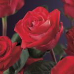 Rosa 'Red Climber' - Obrázek 3