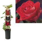 Rosa 'Red Climber' - Obrázek 2