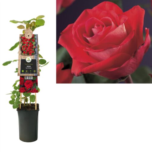 Rosa 'Red Climber' - Obrázek 2
