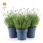 Lavandula angustifolia 'Felice Premium Provence'® - Obrázek 3