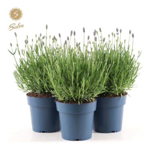 Lavandula angustifolia 'Felice Premium Provence'® - Obrázek 3