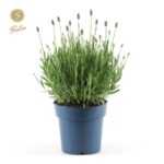 Lavandula angustifolia 'Felice Premium Provence'® - Obrázek 2