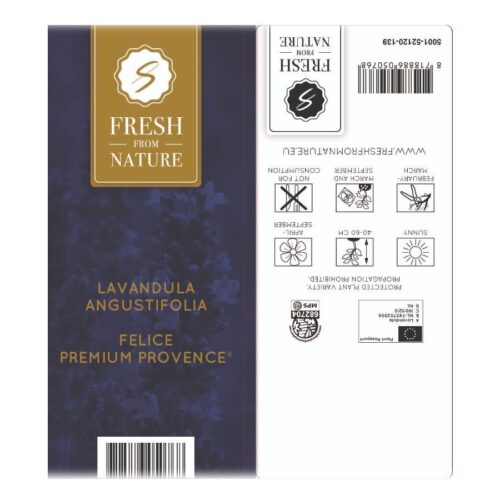 Lavandula angustifolia 'Felice Premium Provence'® - Obrázek 4