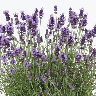Lavandula angustifolia 'Felice Premium Provence'®