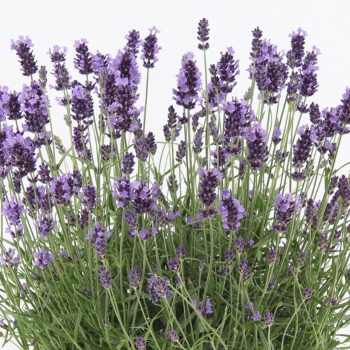 Lavandula angustifolia 'Felice Premium Provence'® - Obrázek 1