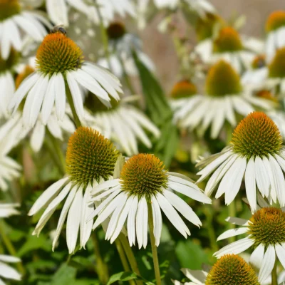 Echinacea purpurea 'Prairie Splendor White'
