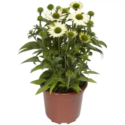Echinacea purpurea 'Prairie Splendor White' - Obrázek 2