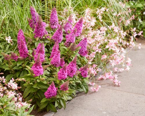 Buddleja davidii 'Butterfly Candy Little Cerise'® - Obrázek 3