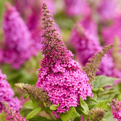 Buddleja davidii 'Butterfly Candy Little Cerise'®