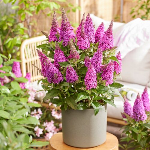 Buddleja davidii 'Butterfly Candy Little Cerise'® - Obrázek 2