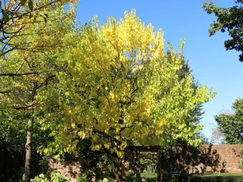 Morus alba - Obrázek 2