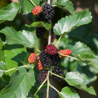 Morus alba