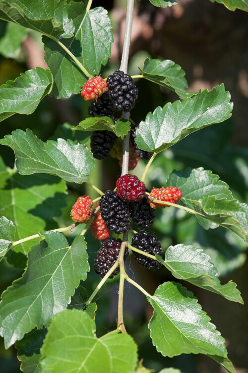 Morus alba - Obrázek 1