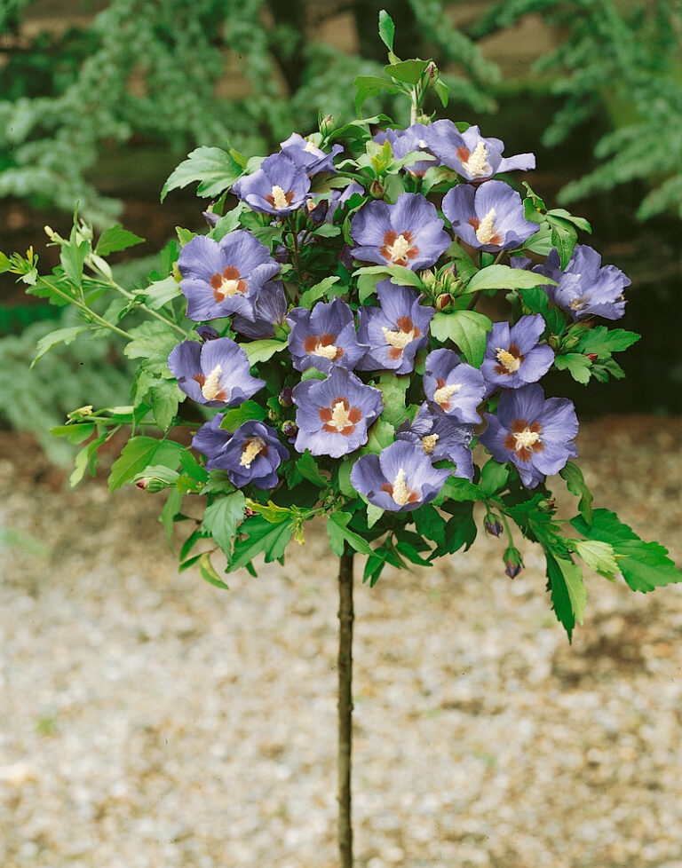 Hibiscus syriacus 'Oiseau Bleu'
