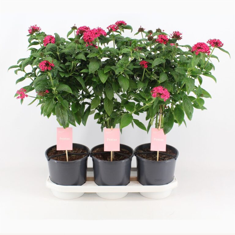 Pentas lanceolata