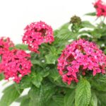 Pentas lanceolata