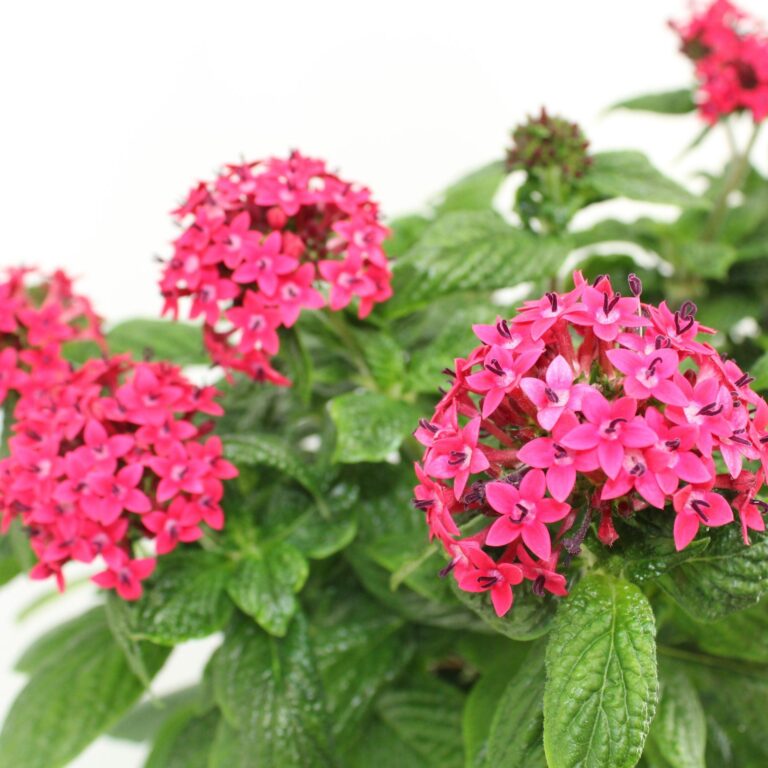 Pentas lanceolata
