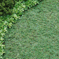 Cotoneaster microphyllus 'Streibs Findling'