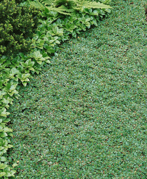 Cotoneaster microphyllus 'Streibs Findling' - Obrázek 1