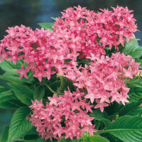Pentas lanceolata
