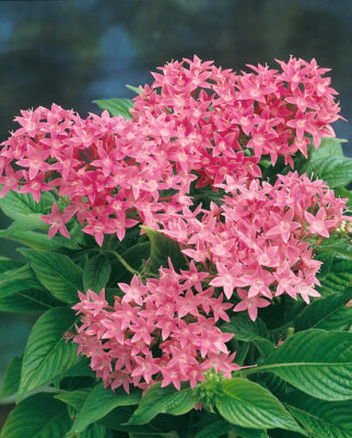 Pentas lanceolata
