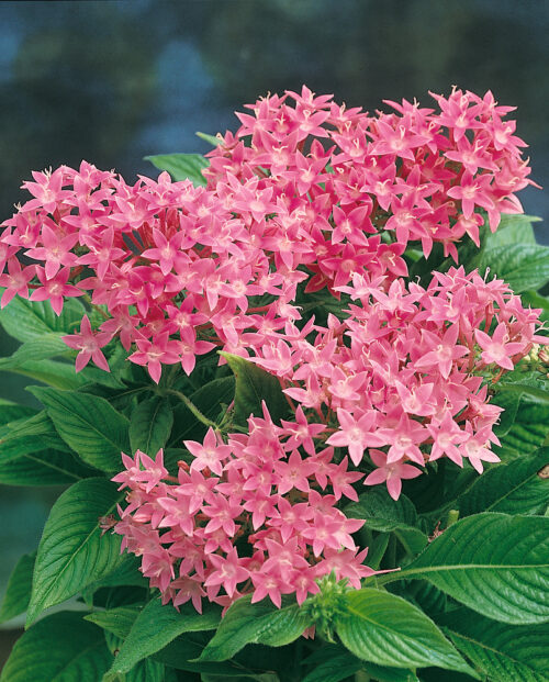 Pentas lanceolata - Obrázek 1