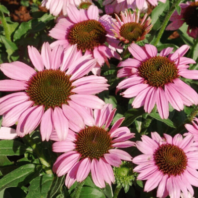 Echinacea purpurea 'SunSeekers Rosy'