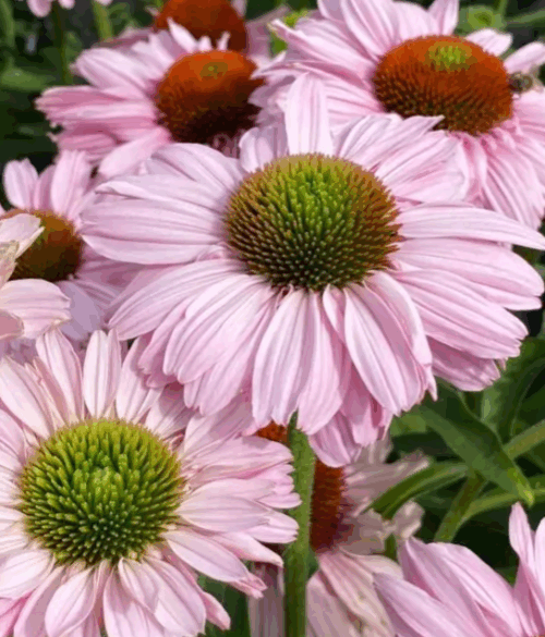 Echinacea purpurea 'SunSeekers Rosy' - Obrázek 2