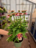 Echinacea purpurea 'SunSeekers Rosy' - Obrázek 3