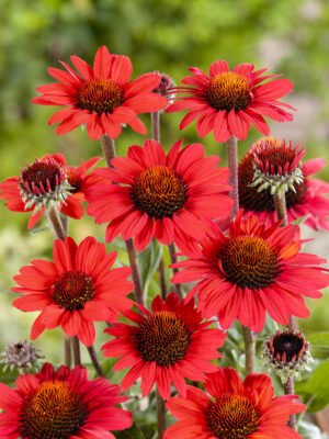 Echinacea purpurea 'SunSeekers Red'