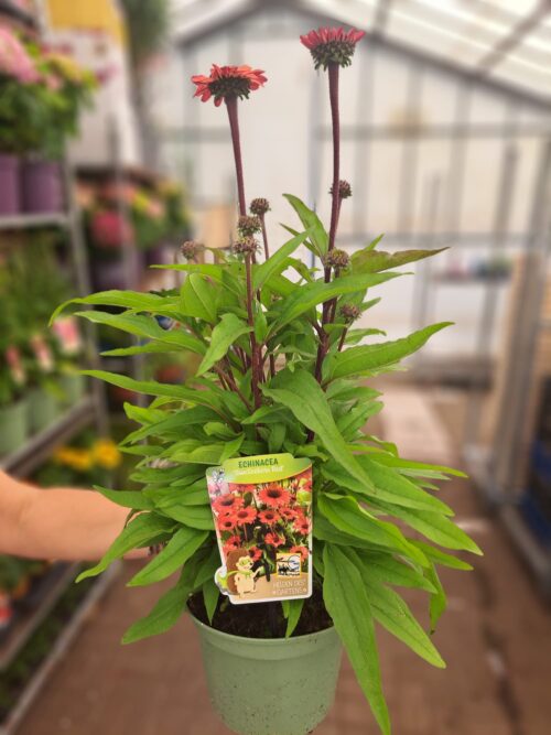 Echinacea purpurea 'SunSeekers Red' - Obrázek 2