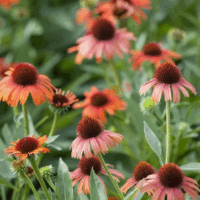 Echinacea purpurea 'Sonnenhut'