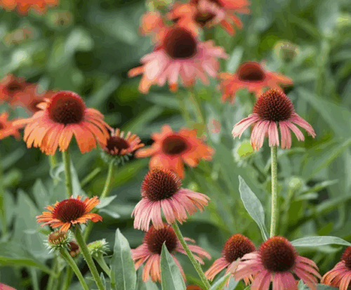 Echinacea purpurea 'Sonnenhut' - Obrázek 1