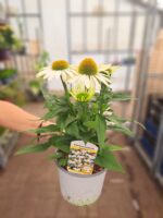 Echinacea purpurea 'Sonnenhut' - Obrázek 4