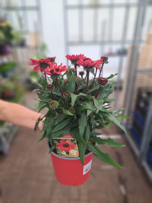 Echinacea purpurea 'Sonnenhut' - Obrázek 3