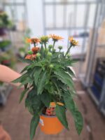 Echinacea purpurea 'Sonnenhut' - Obrázek 2