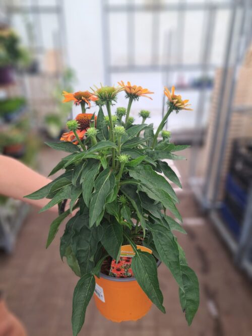 Echinacea purpurea 'Sonnenhut' - Obrázek 2