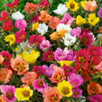 Portulaca grandiflora 'Karneval'