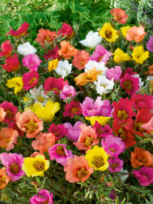 Portulaca grandiflora 'Karneval'