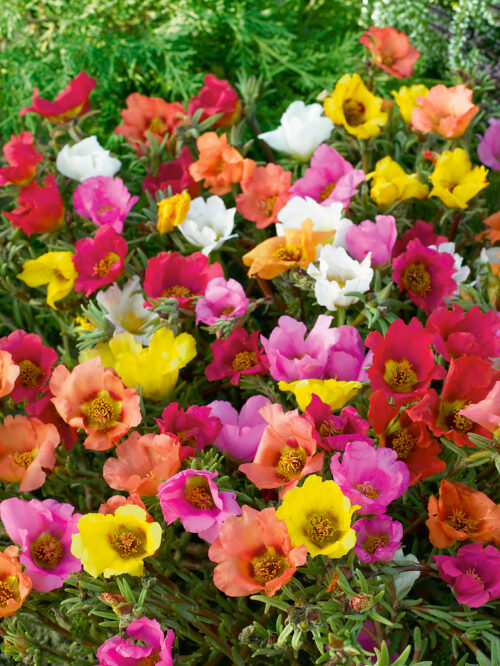 Portulaca grandiflora 'Karneval' - Obrázek 1