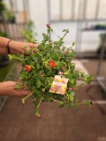 Portulaca grandiflora 'Karneval' - Obrázek 2