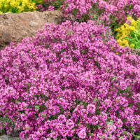 Thymus serpyllum 'Pink Chintz'