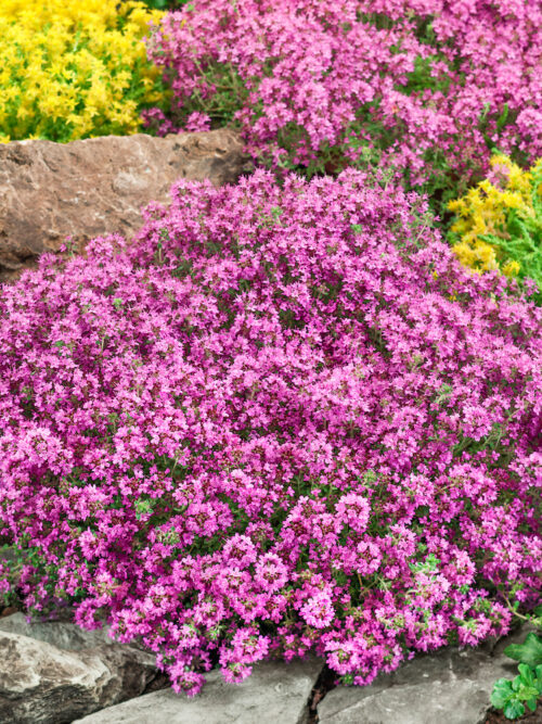 Thymus serpyllum 'Pink Chintz' - Obrázek 1