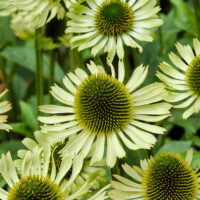 Echinacea purpurea 'Green Jewel'