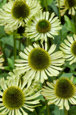 Echinacea purpurea 'Green Jewel'